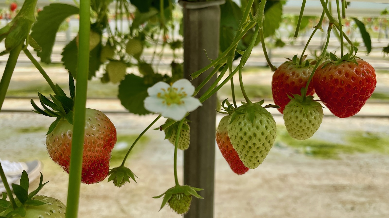 뜰농장 딸기체험농장 방문 후기
